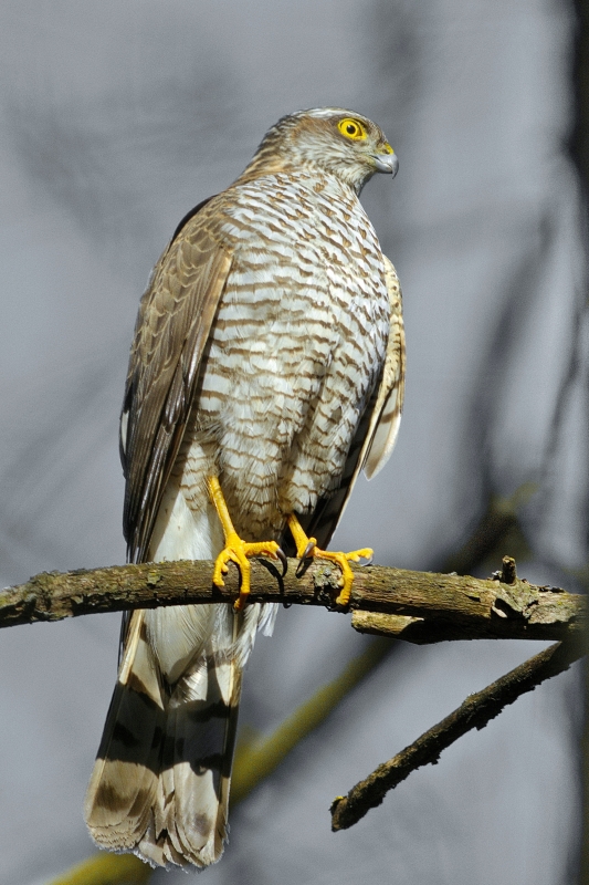 Photo Oiseaux Épervier d'Europe (Accipiter nisus)
