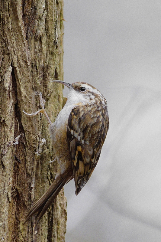 Photo Oiseaux Grimpereau des jardins (Certhia brachydactyla)