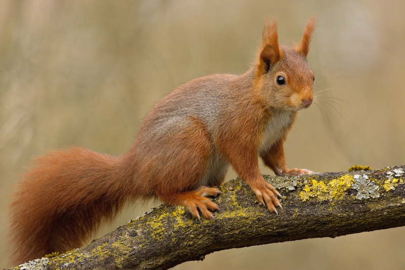 Photo Mammifères Ecureuil roux (Sciurus vulgaris)