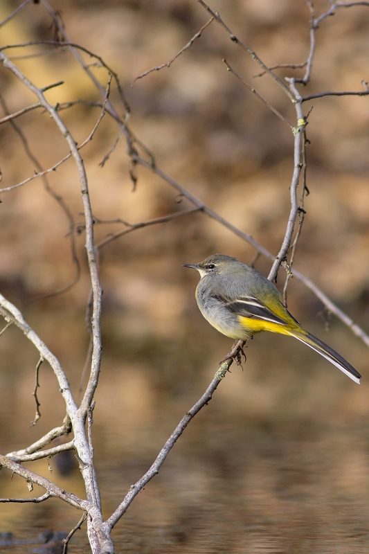 Photo Oiseaux Bergeronnette des ruisseaux (Motacilla cinerea)
