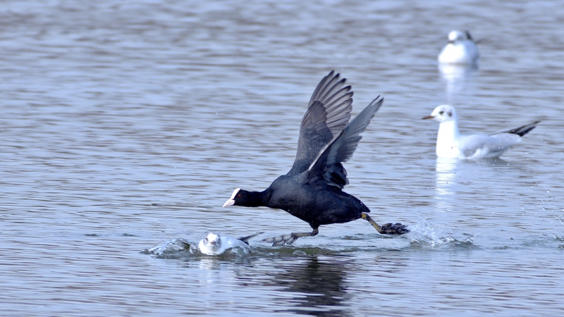 Photo Oiseaux Foulque macroule (Fulica atra)