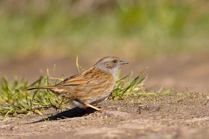 Photo Oiseaux Accenteur mouchet (Prunella modularis)