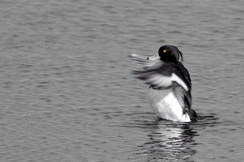 Photo Oiseaux Fuligule morillon (Aythya fuligula)