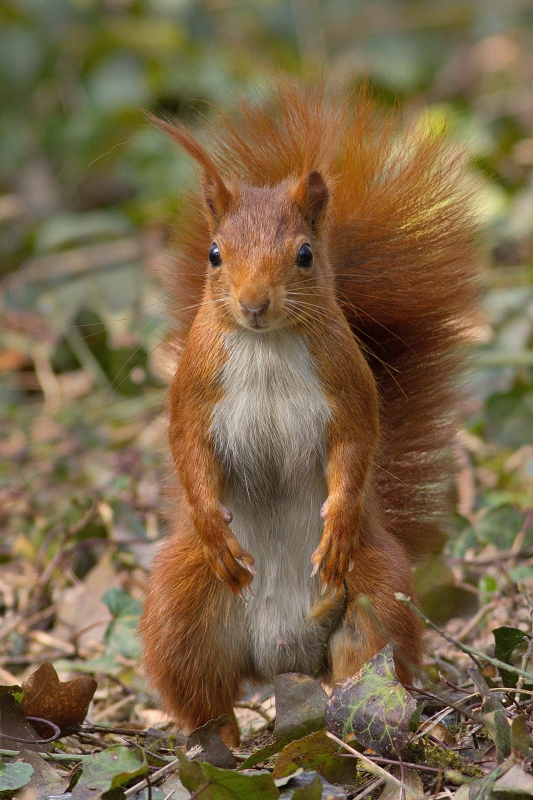 Photo Mammifères Ecureuil roux (Sciurus vulgaris)
