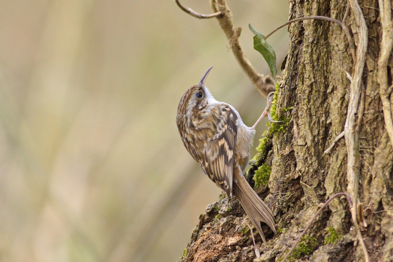 Photo Oiseaux Grimpereau des jardins (Certhia brachydactyla)