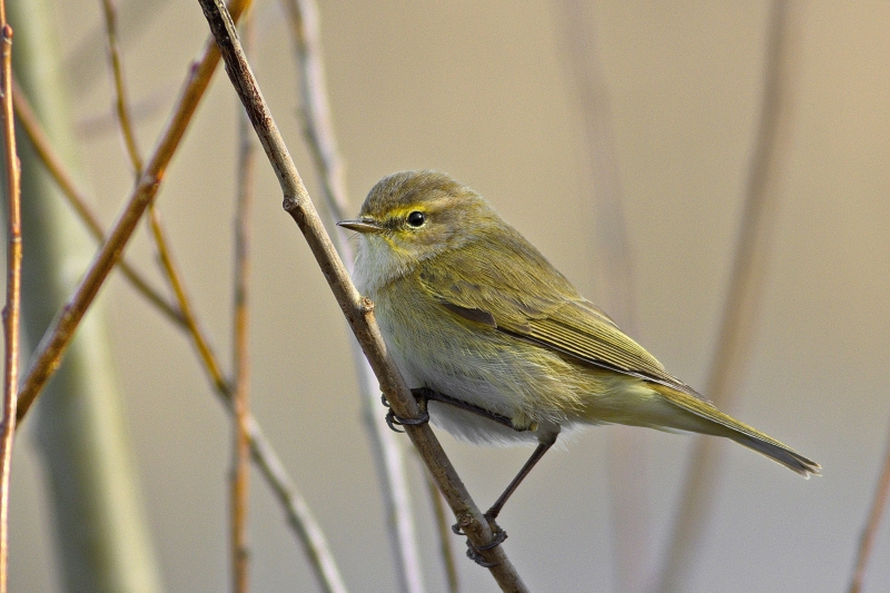 Photo Oiseaux Pouillot véloce (Phylloscopus collybita)
