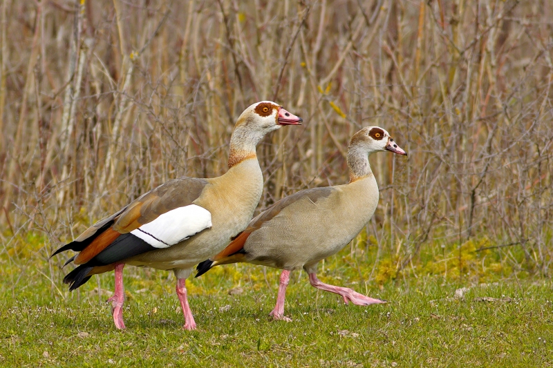 Photo Oiseaux Ouette d'Egypte (Alopochen aegyptiaca)