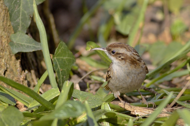 Photo Oiseaux Grimpereau des jardins (Certhia brachydactyla)