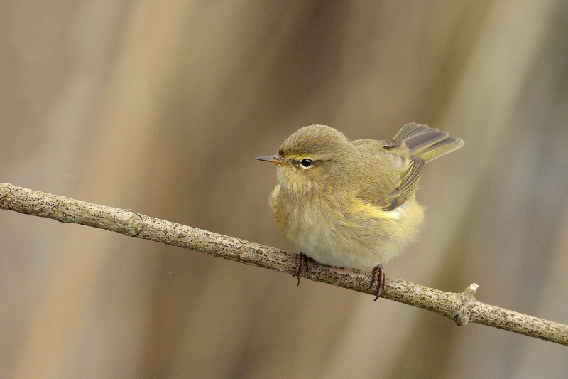 Photo Oiseaux Pouillot véloce (Phylloscopus collybita)