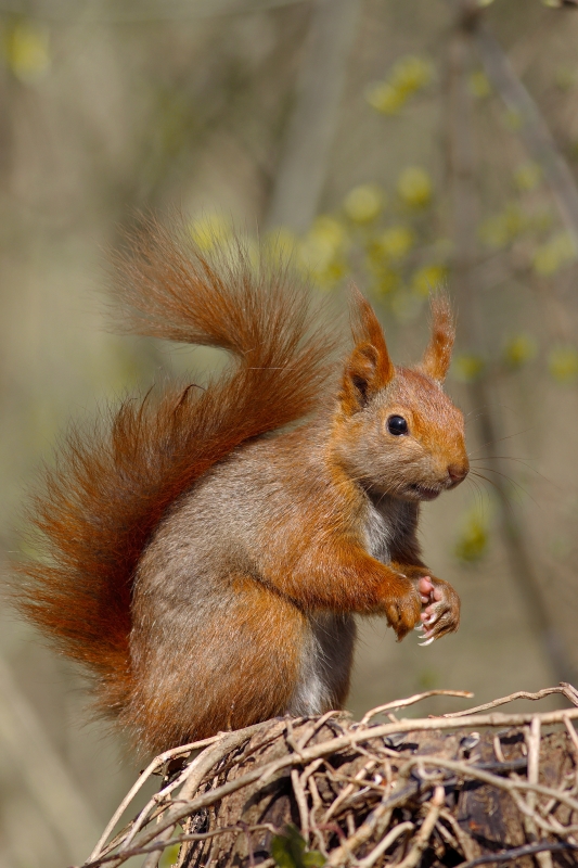 Photo Mammifères Ecureuil roux (Sciurus vulgaris)