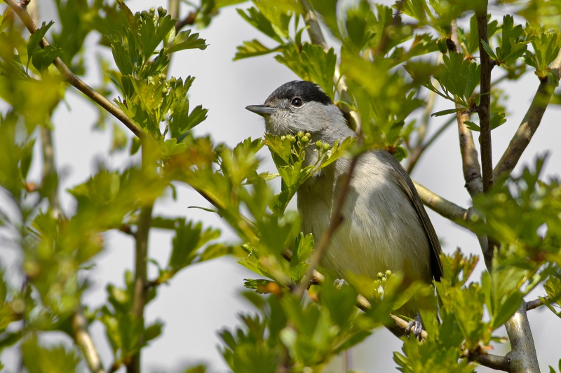 Photo Oiseaux Fauvette à tête noire (Sylvia atricapilla)