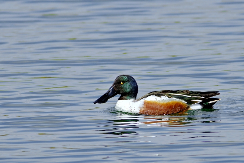 Photo Oiseaux Canard souchet (Anas clypeata)