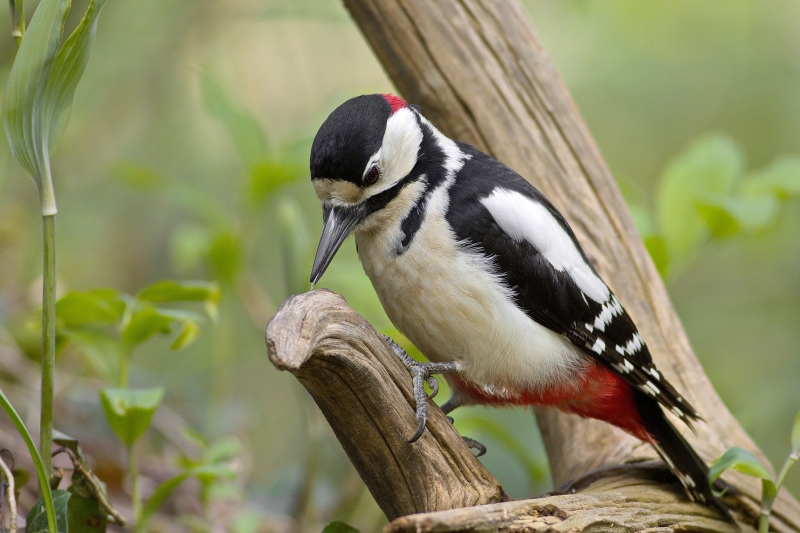 Photo Oiseaux Pic épeiche (Dendrocopos major)