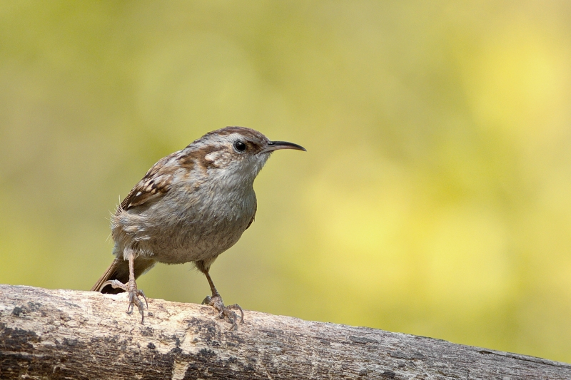 Photo Oiseaux Grimpereau des jardins (Certhia brachydactyla)