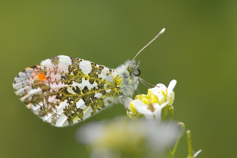 Photo Insectes Aurore (anthocaris cardamines) 