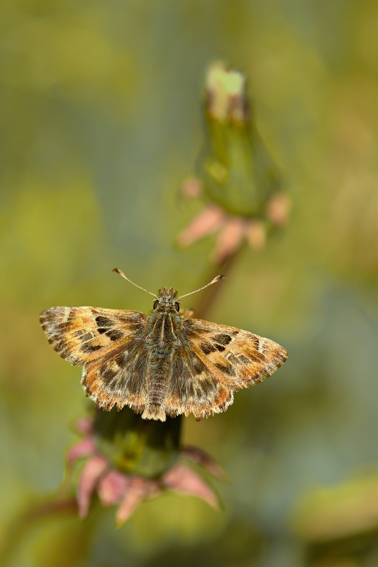 Photo Insectes Grisette (Carcharodus alceae)