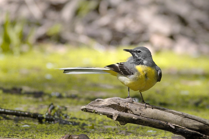 Photo Oiseaux Bergeronnette des ruisseaux (Motacilla cinerea)