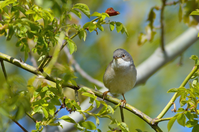 Photo Oiseaux Fauvette grisette (Sylvia communis)