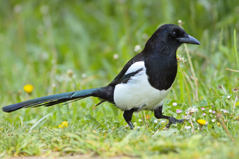 Photo Oiseaux Pie bavarde (Pica pica)