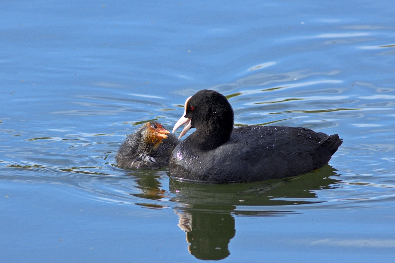 Photo Oiseaux Foulque macroule (Fulica atra)