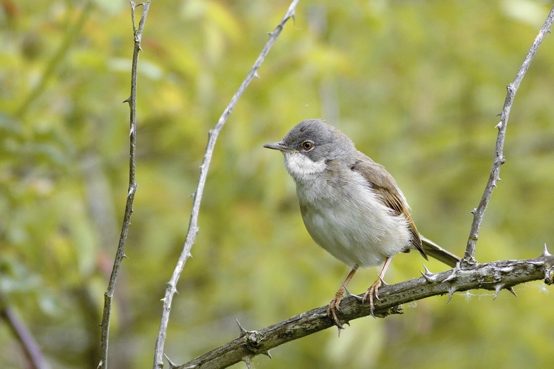 Photo Oiseaux Fauvette grisette (Sylvia communis)