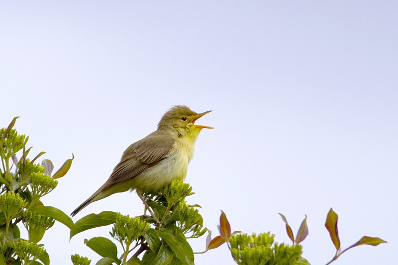 Photo Oiseaux Hypolaïs polyglotte (Hippolais polyglotta)