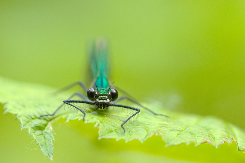 Photo Insectes Caloptéryx éclatant (Calopteryx splendens)