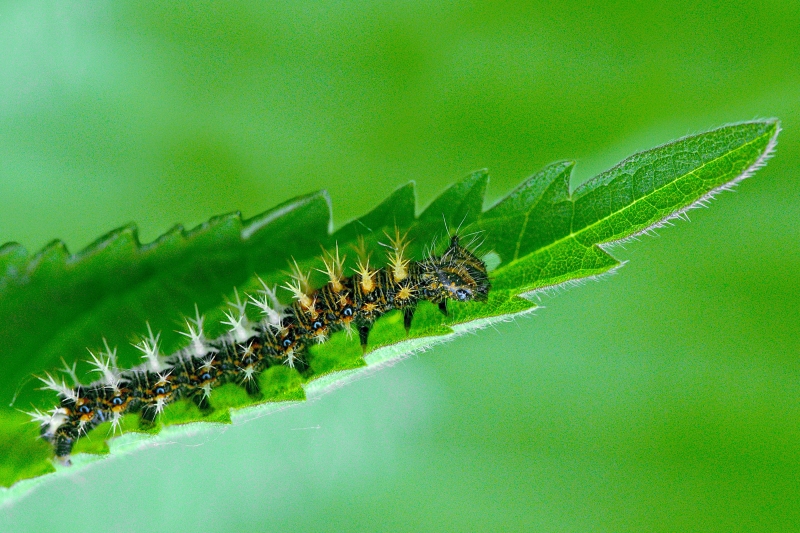 Photo Insectes Robert-le-Diable (Polygonia c-album)