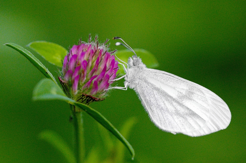 Photo Insectes Piéride de la moutarde (Leptidea sinapis)