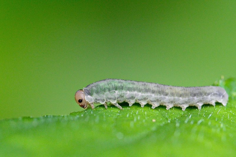 Photo Insectes Tenthredinide sp. - Larve