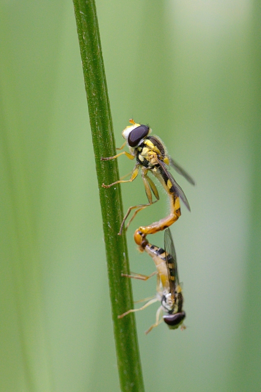 Photo Insectes Syrphe porte-plume (Sphaerophoria scripta)