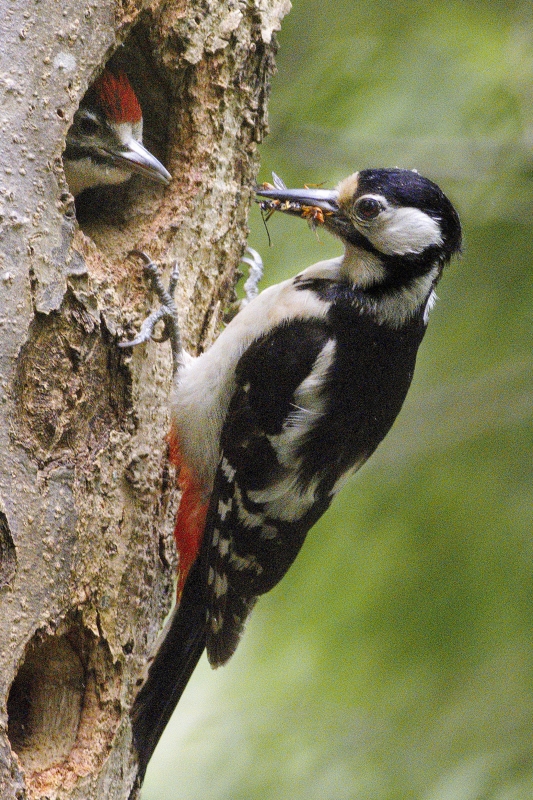 Photo Oiseaux Pic épeiche (Dendrocopos major)