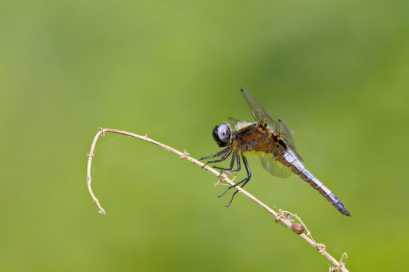 Photo Insectes Libellule fauve (libellula fulva)