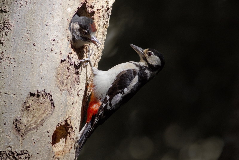 Photo Oiseaux Pic épeiche (Dendrocopos major)