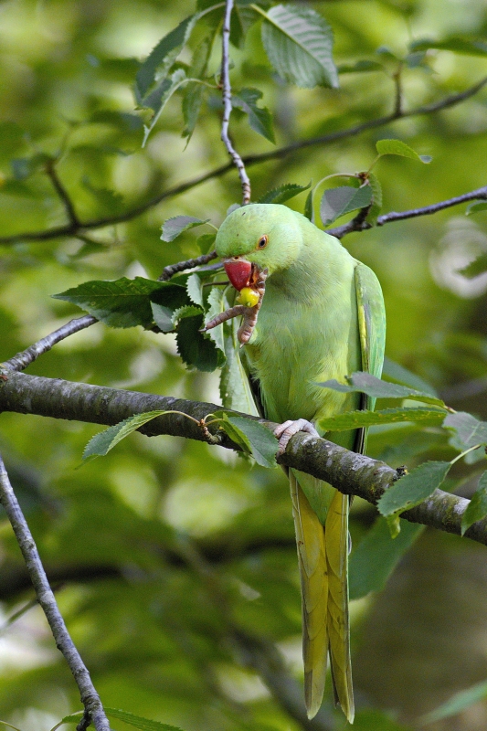 Photo Oiseaux Perruche à collier (Psittacula krameri)