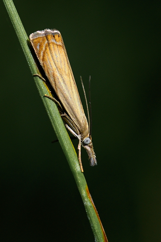 Photo Insectes Crambus des jardins (Chrysoteuchia culmella)