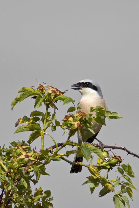 Photo Oiseaux Pie-grièche écorcheur (Lanius collurio)