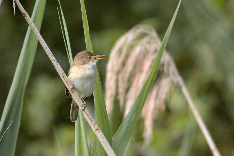 Photo Oiseaux Rousserolle effarvatte (Acrocephalus scirpaceus)