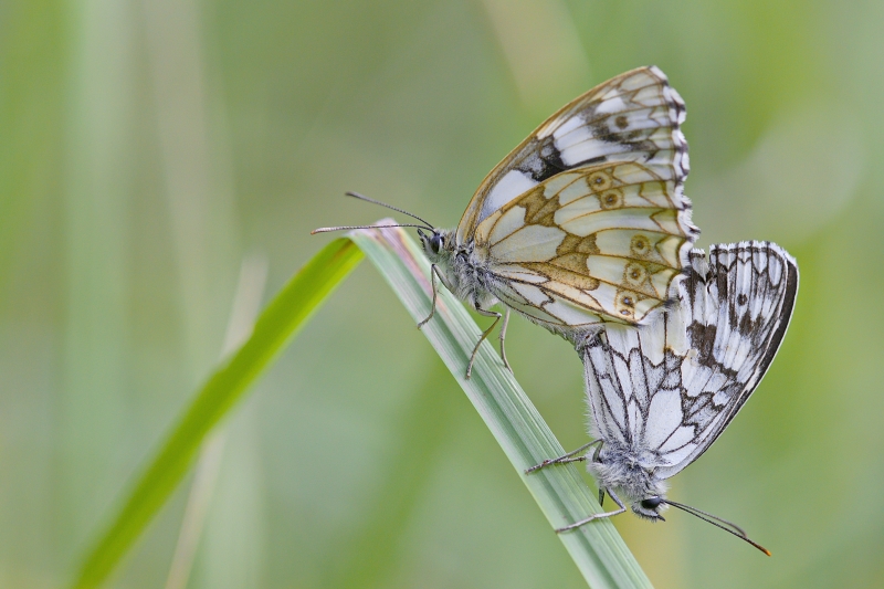 Photo Insectes Demi-deuil (Melanargia galathea)
