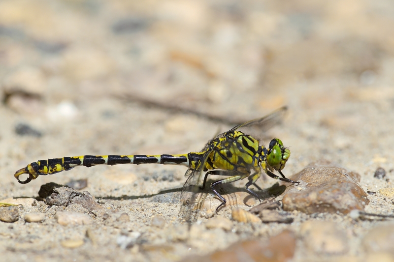 Photo Insectes Gomphe à pinces (Onychogomphus forcipatus)