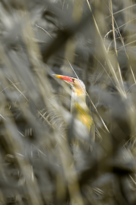 Photo Oiseaux Blongios nain (Ixobrychus minutus)