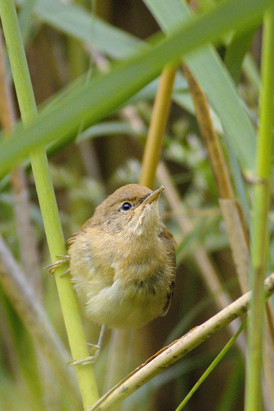Photo Oiseaux Pouillot fitis (Phylloscopus trochilus)