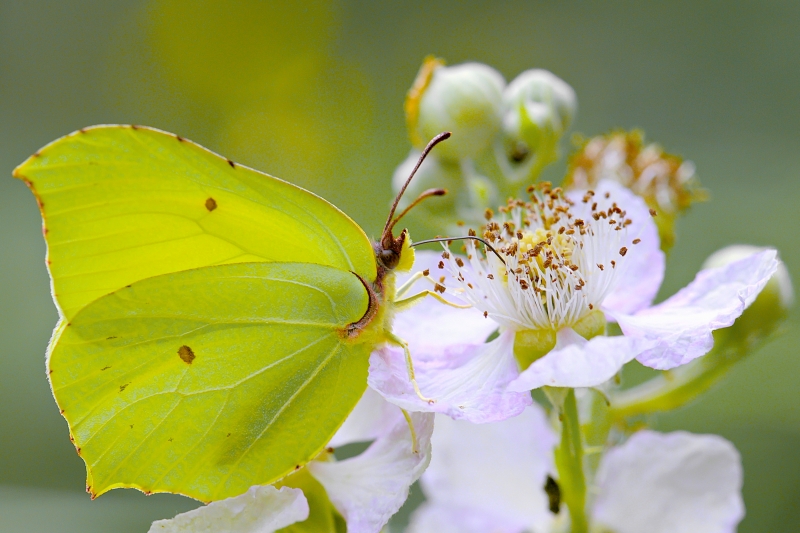 Photo Insectes Citron (Gonepteryx rhamni)
