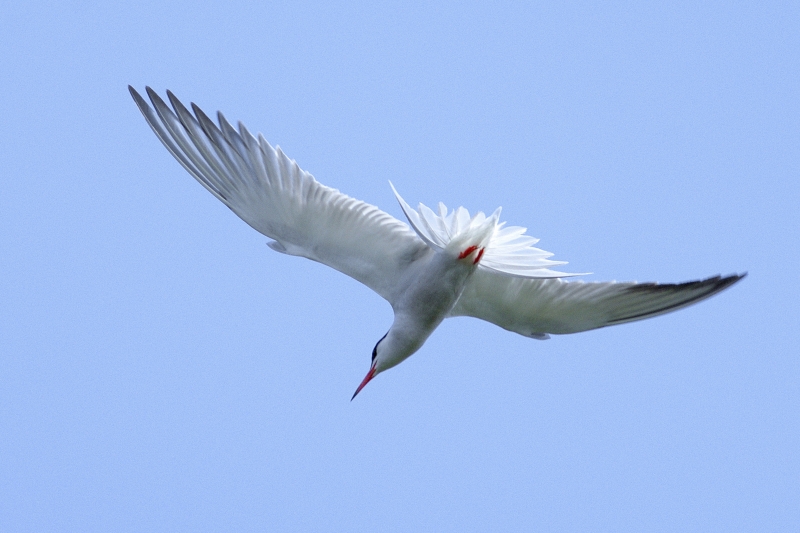 Photo Oiseaux Sterne pierregarin (Sterna hirundo)