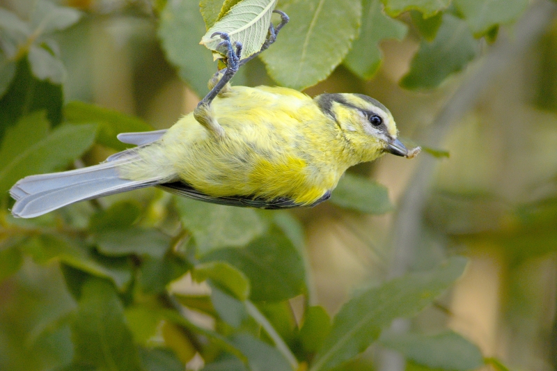 Photo Oiseaux Mésange bleue (Cyanistes caeruleus)