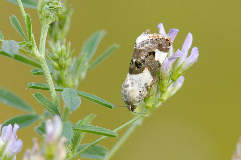 Photo Insectes Collier blanc (Acontia lucida)