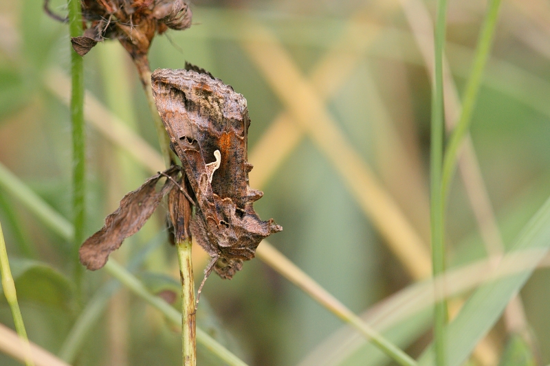 Photo Insectes Gamma (Autographa gamma)