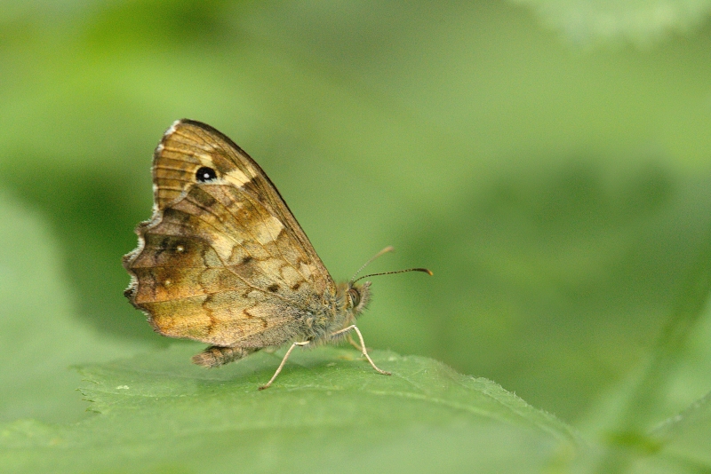 Photo Insectes Tircis (Pararge aegeria)