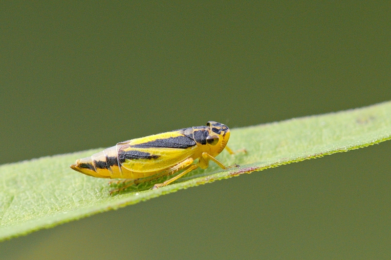 Photo Insectes Cicadelle (Evacanthus interruptus)