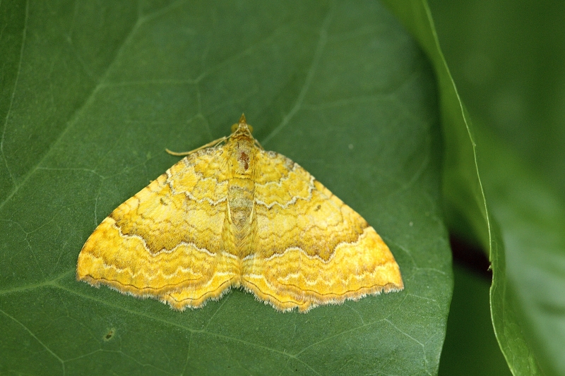 Photo Insectes Brocatelle d'or (Camptogramma bilineata)